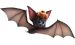 pipistrello