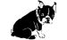Boston Terrier