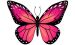 Farfalla Rosa