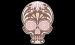 cranio 16