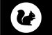 Squirrel black